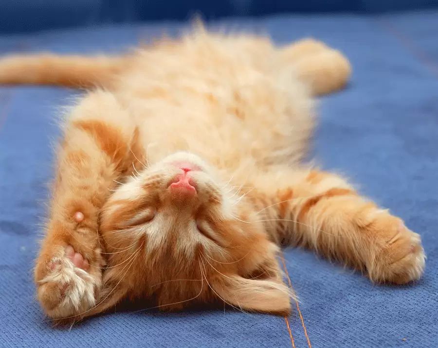 Kitten Sleeps on Back